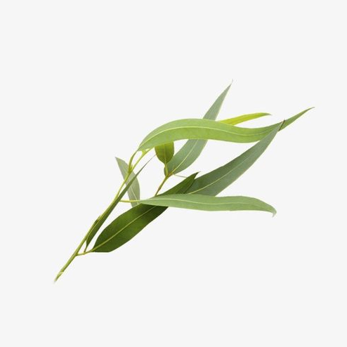 leaves-001.jpg