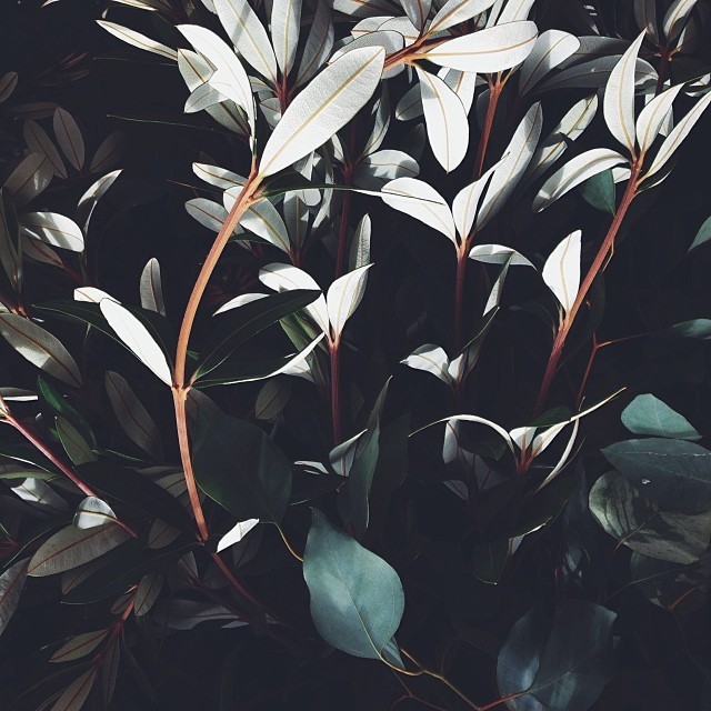 moodboard/n019gbEmpd1r1vjs5o1_640.jpg